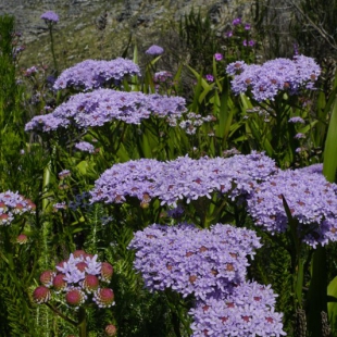 Pseudoselago spuria